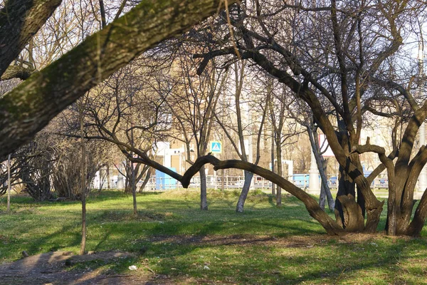 Vecchi Alberi Lilla Dal Colore Della Strada — Foto Stock