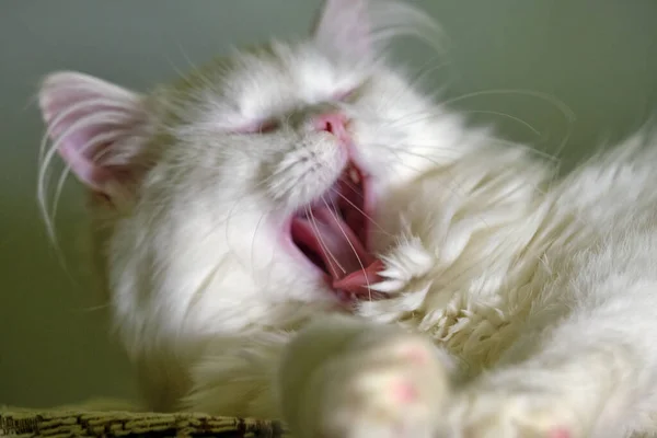 White Cat Licks Close Color — Stock Photo, Image