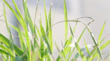 Rüzgarda sallanan çimenler Marco