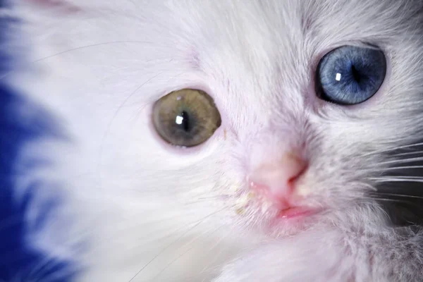 Kätzchen Mit Heterochromie Farbe Weiß — Stockfoto