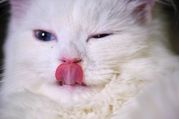 Fehér Macska Nyalogatja Közelkép Színe — Stock Fotó