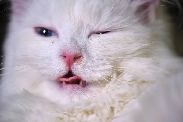 White Cat Licks Close Color — Stock Photo, Image