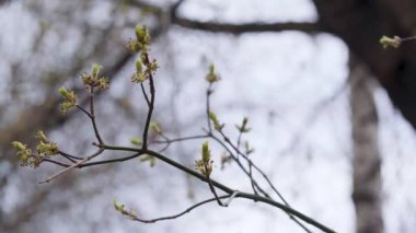 bir dal renginde bahar tomurcukları