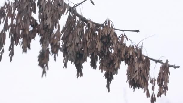 Trockene Blätter Auf Einem Zweig Farbe — Stockvideo