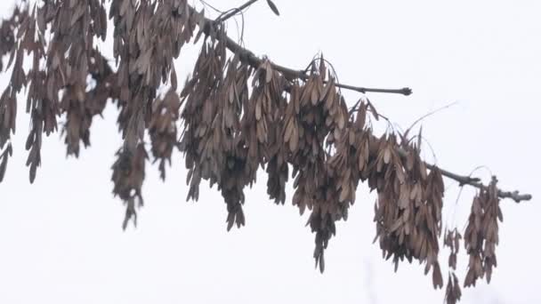 Torra Blad Gren Färg — Stockvideo