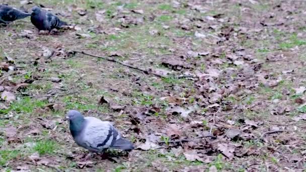Sokak Güvercinleri Zemin Renginde Yürür — Stok video