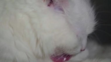 Yavaş çekimde beyaz kedi yalayarak aşağı ışık yakar 120 fp 'ye 25 fp