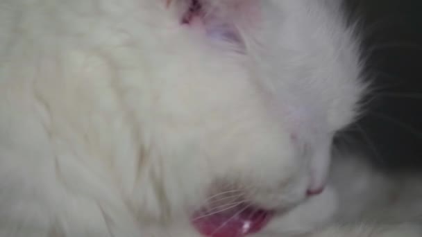 Lèche Chat Blanc Ralenti Fermer Vers Haut Faible Luminosité 120 — Video