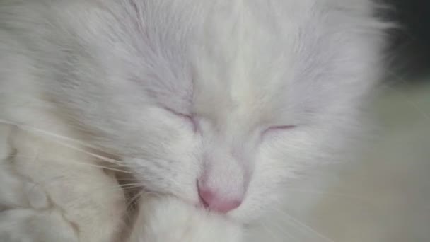 Slow Motion White Cat Licks Close Low Light 120 Fps — Stock Video