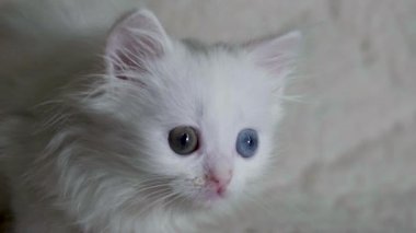 Heterokromisi olan bir kedi yavrusu etrafa yakından bakar.