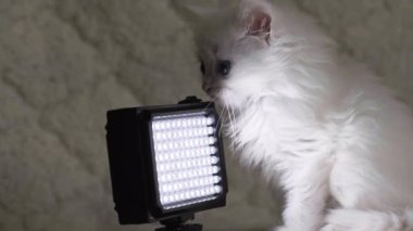 Kedi yavrusu taşınabilir lambayla oynuyor