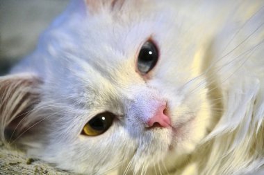 Heterokromisi olan beyaz kedi. Yaklaş.