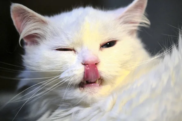 Bílá Kočka Olizuje Zblízka Barvu Nízké Světlo — Stock fotografie