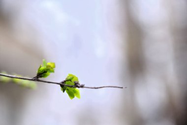 Çiçek tomurcukları ağaç dalında, Marco.