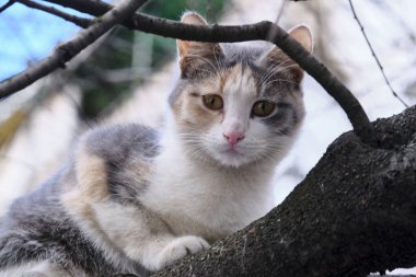 Sokak kedisi büyük bir ağacın dalında oturur.