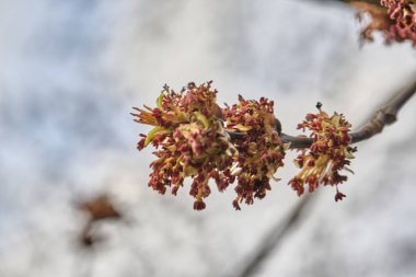 Çiçek tomurcukları ağaç dalında, Marco.