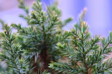 covoi ladin deseni makro yakın çekim rengi