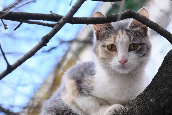 Street Cat Zit Een Tak Van Een Boom Grote Close — Stockfoto