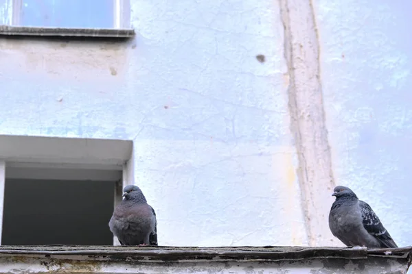 Deux Pigeons Assis Sur Une Visière Couleur Maison — Photo