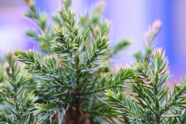 Tekstury Świerku Covoi Makro Kolor Zbliżenie — Zdjęcie stockowe