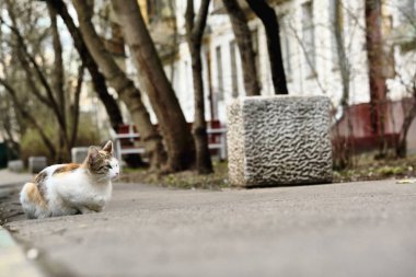 Kaldırımdaki kırmızı saçlı kedi rengi.