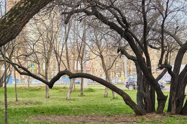 Park Renginde Yaşlı Ağaç Leylakları — Stok fotoğraf