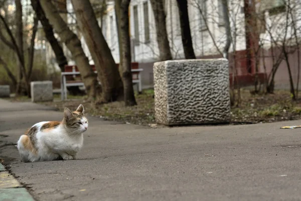 Rue Chat Roux Sur Trottoir Couleur — Photo