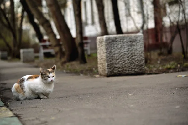 Gata Rödhårig Katt Trottoaren Färg — Stockfoto