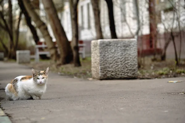 Рыжая Кошка Тротуаре — стоковое фото