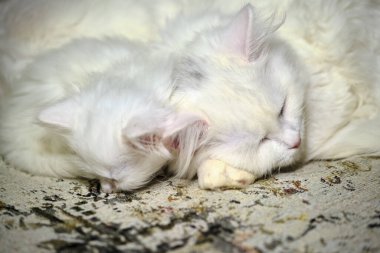 Kediler yakın uyku rengi