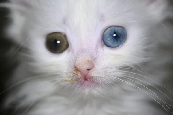 Gatinho Com Nariz Escorrendo Com Cor Branca Heterocromia — Fotografia de Stock