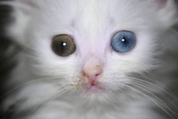 Koťátko Tekoucím Nosem Heterochromní Bílou Barvou — Stock fotografie