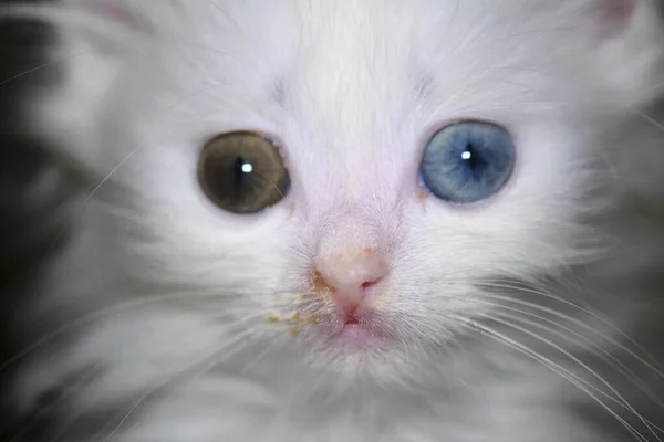 Kitten Runny Nose Heterochromia White Color — Stock Photo, Image