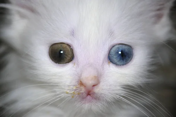 Koťátko Tekoucím Nosem Heterochromní Bílou Barvou — Stock fotografie