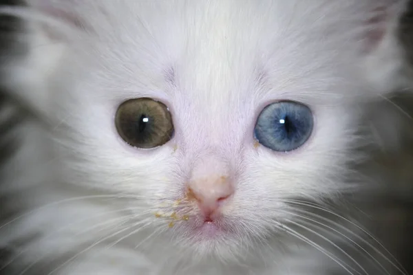 Γατάκι Μύτη Που Τρέχει Και Ετεροχρωμία Λευκό Χρώμα — Φωτογραφία Αρχείου