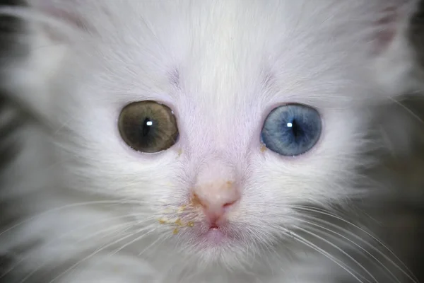 Gatito Con Secreción Nasal Con Heterocromia Color Blanco — Foto de Stock