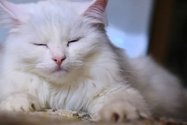 Beyaz kedi yakın plan renk yatar