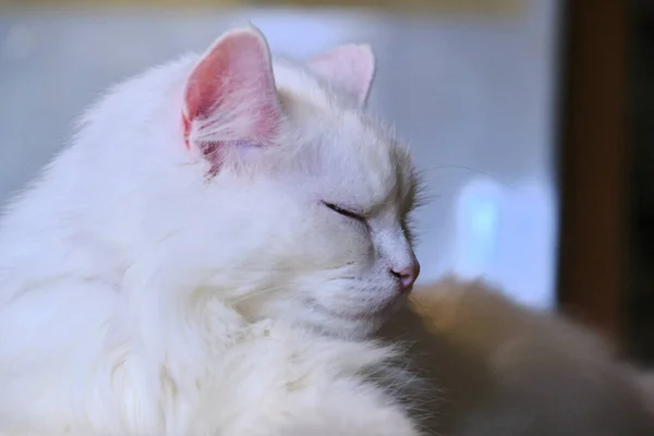 Beyaz Kedi Yakın Plan Renk Yatar — Stok fotoğraf