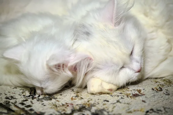 Cats Sleep Close Color — Stock Photo, Image