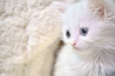 Heterokromi rengi beyaz kedi yavrusu.