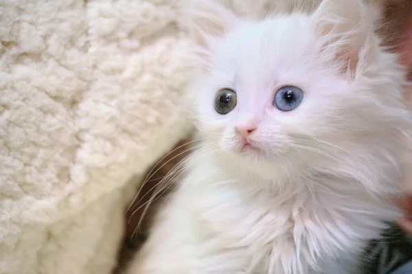 White Kitten Heterochromia Color — Stock Photo, Image