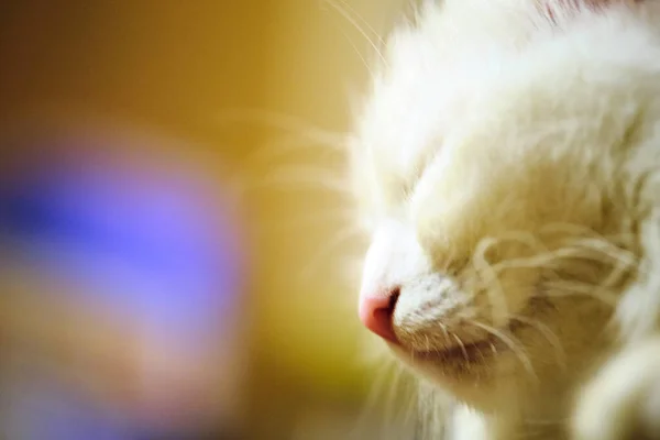 Λευκή Γάτα Κοιμάται Κοντά Στον Μάρκο — Φωτογραφία Αρχείου