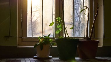 Pencere kenarındaki saksılarda düşük ışık