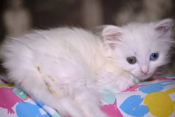 Biały Kotek Heterochromia Kolor — Zdjęcie stockowe