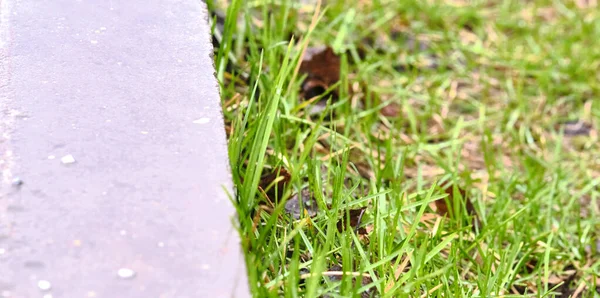 Grünes Gras Der Grauen Bordsteinfarbe — Stockfoto