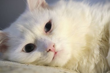 Sarı gözlü kedi, yakın plan, düşük ışık.