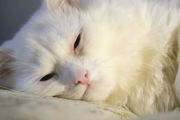 Gato Con Ojos Amarillos Close Baja Luz —  Fotos de Stock