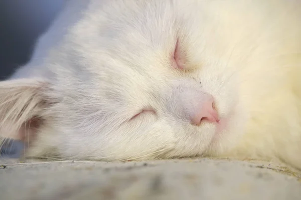 Katze Mit Gelben Augen Nahaufnahme Bei Schwachem Licht — Stockfoto