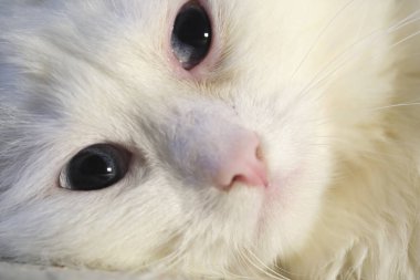 Sarı gözlü kedi, yakın plan, düşük ışık.