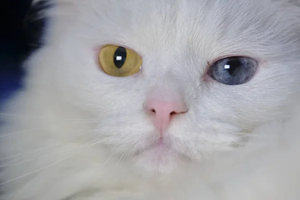 Angora Turca Con Geretocromia Luce Bassa — Foto Stock